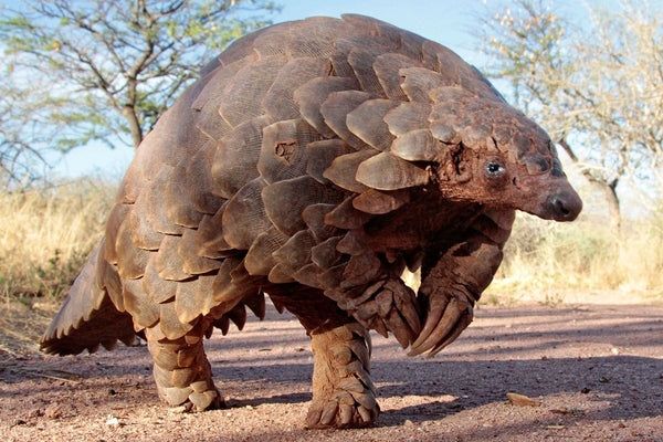 A very fierce looking pangolin. The shared ancestry with the pink knitted space whistlers is undeniable 