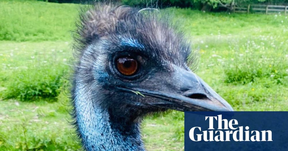 Search for missing emu Irwin amid fears bird fell into Wiltshire river