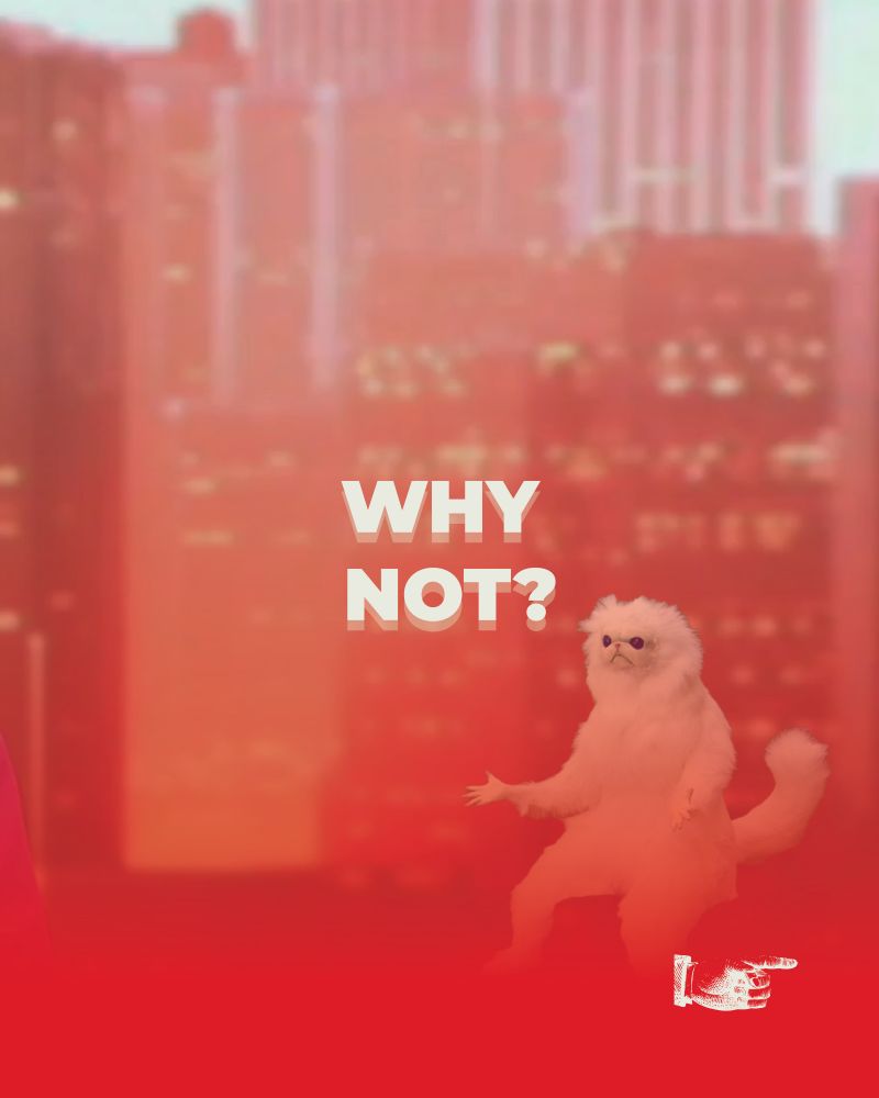 a small picture of what seems to be a badly taxidermied cat with it’s arms spread wide as if asking a question, with bold text in the middle saying “WHY NOT?”