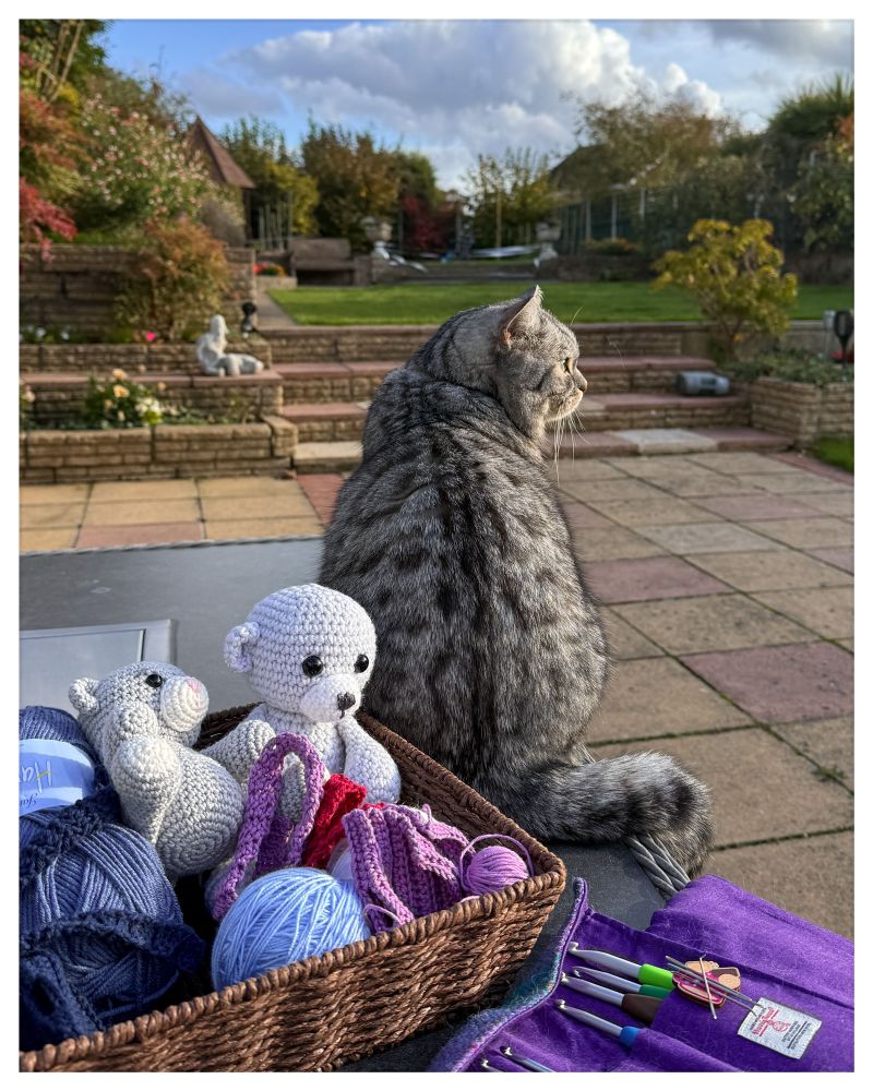 Yarn and bears in a basket on a garden table with a cat sat in front taking in the view of the garden 