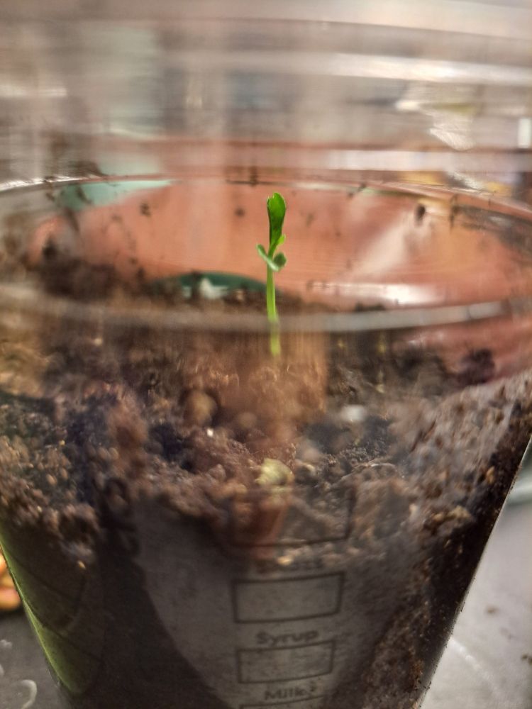 Portakal cekirdeginden yetişme fidan(cık) :)