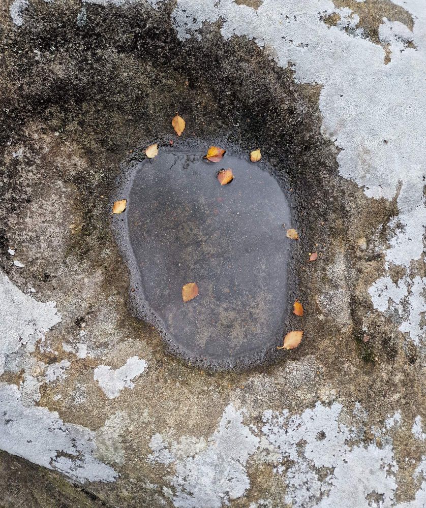 Top down view of an oval depression in a white-grey lichen covered rock formation filled with water and a few small brown leaves at the edges.