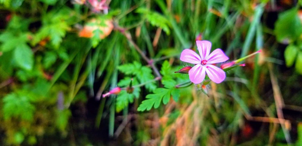 A pink flower and seedheads against a background of foliage