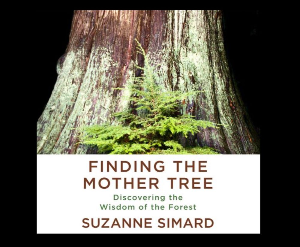 audiobook cover of Finding the Mother Tree: Discovering the Wisdom of the Forest by Suzanne Simard. there is an old tree trunk covered in light green lichen and moss with a small conifer growing in front of it