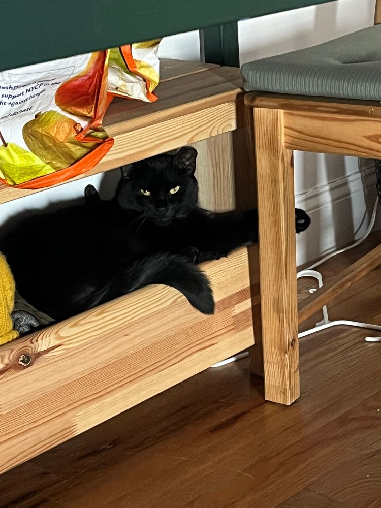 kasha the black cat is staring at the camera with slightly narrowed yellow eyes. she is curled up in a light, warm wooden bench filled with hats and gloves. one of her paws is holding onto the leg of a wooden chair 