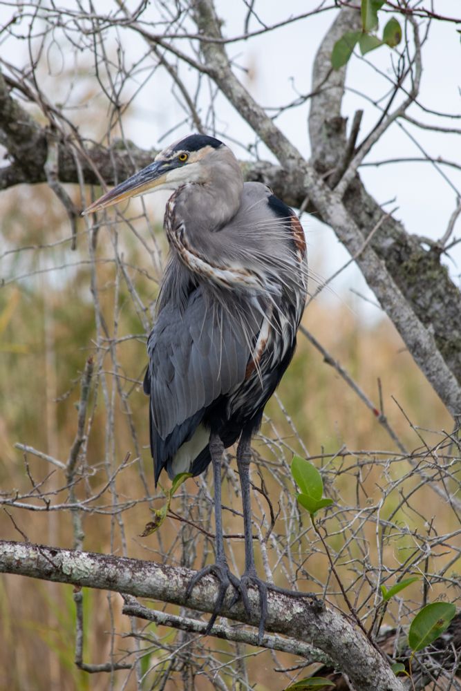 Great Blue Heron sitting on a tree branch