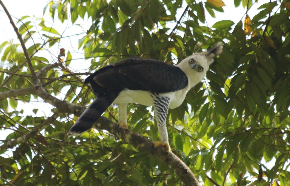 An Ornate Hawk-Eagle - a large raptor - appearing to stare at the camera.