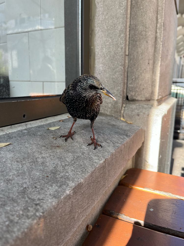 Starling on a windowsill.