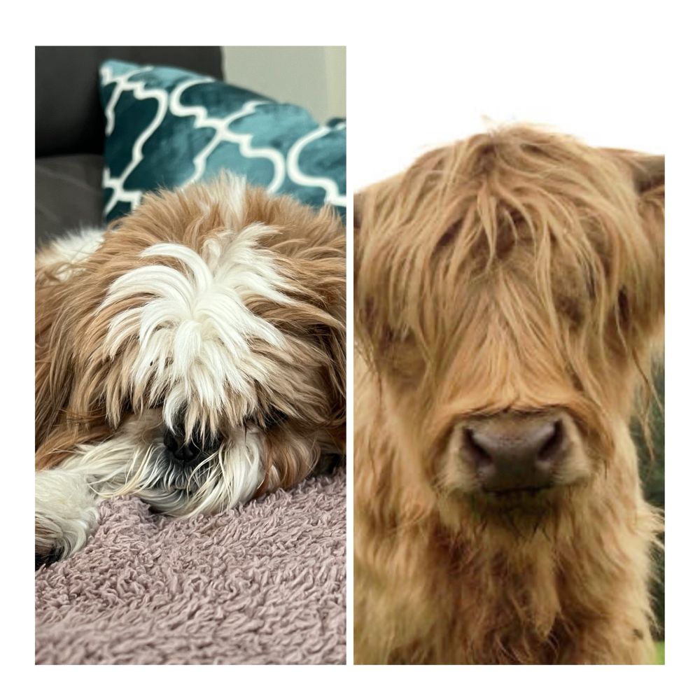 Before my pup got a haircut.  😂