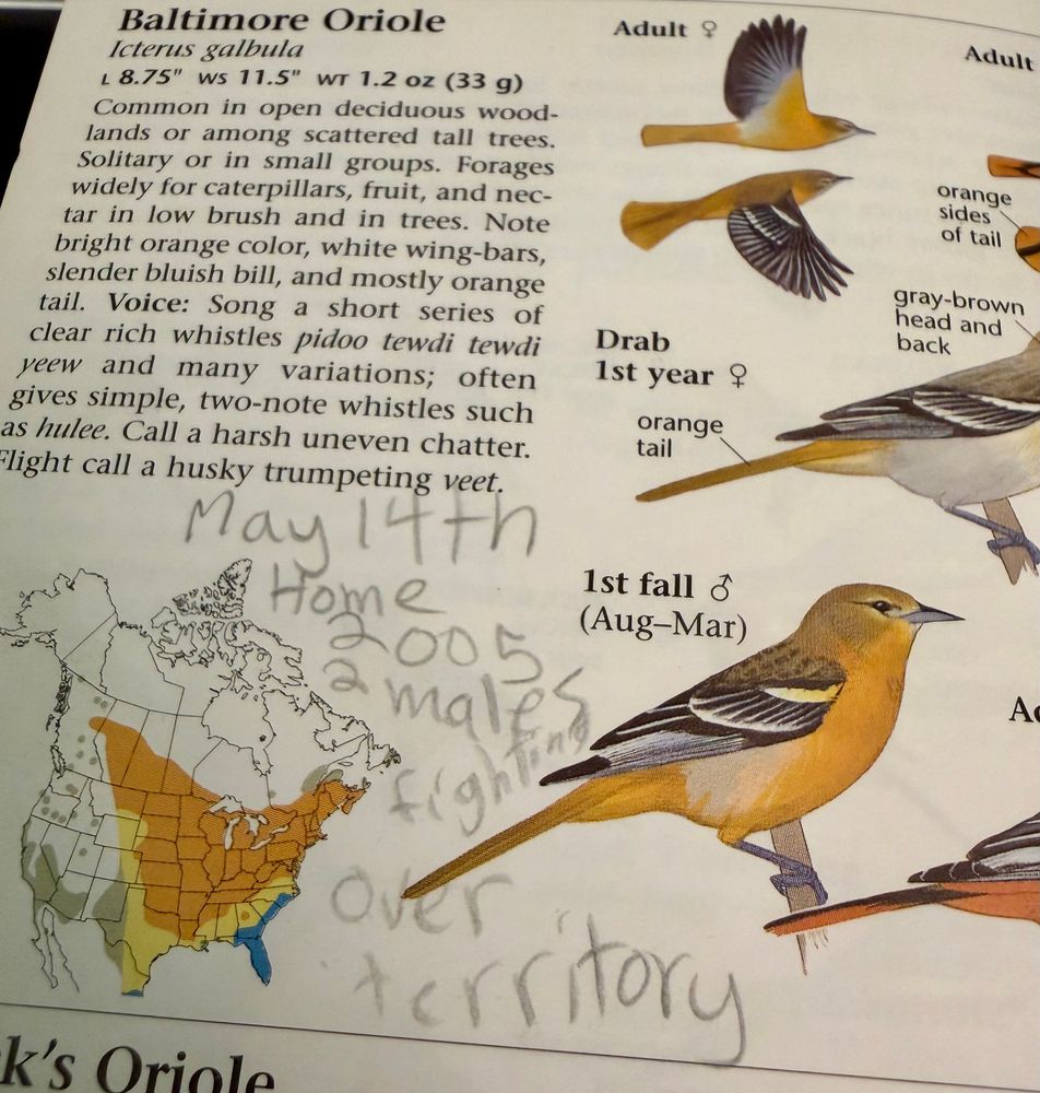 2003 Sibley's Eastern entry for Baltimore Oriole with childish handwriting reading "May 14th Home 2005 2 males fighting over territory"