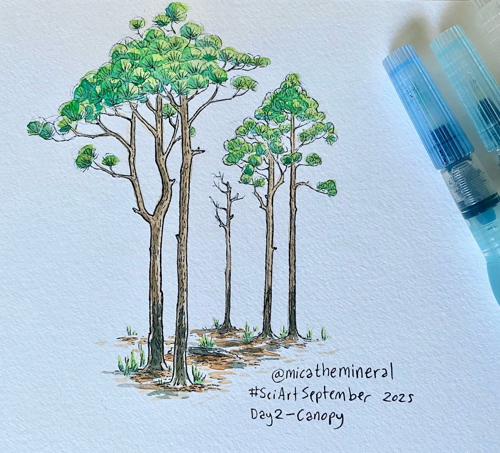 Watercolor sketch of a stand of longleaf pines.