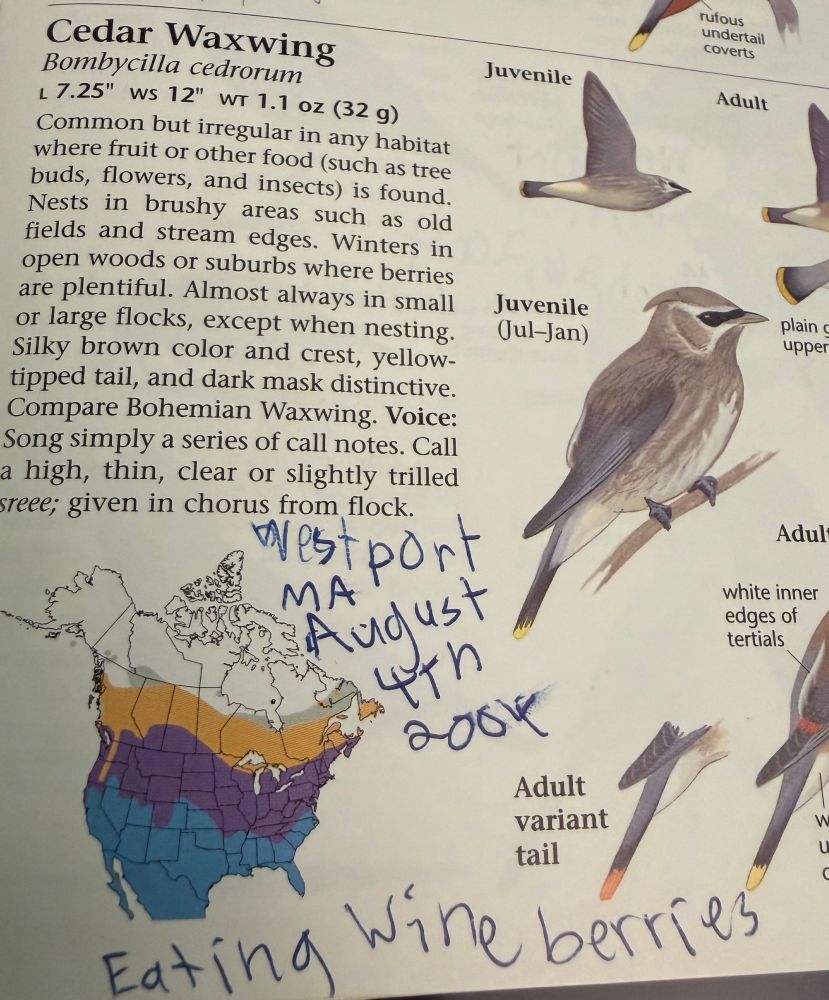 2003 Sibley's Eastern entry for Cedar waxwing with childish handwriting reading "Westport Ma August 4th 2004 Eating wineberries"