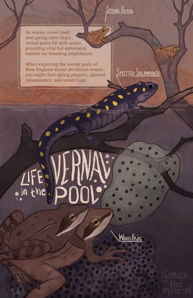 Illustration of singing spring peepers, a spotted salamander, and mating wood frogs with the following text:
“As winter snows melt and spring rains begin, vernal pools fill with water, providing vital but ephemeral habitat for breeding amphibians.
When exploring the vernal pools of New England mixed-deciduous woods, you might find spring peepers, spotted salamanders, and wood frogs.”