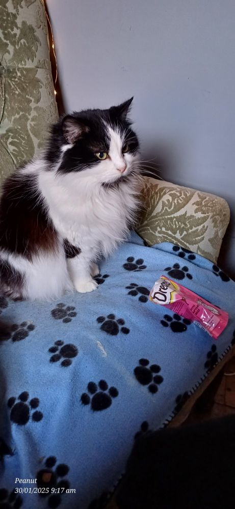 White and black floofy cat looks angry after owner explained the Dreamies packet is empty.