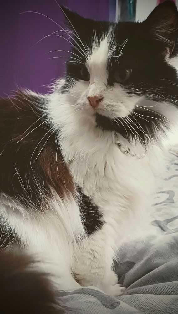 Black and white fluffy cat posing majestically.