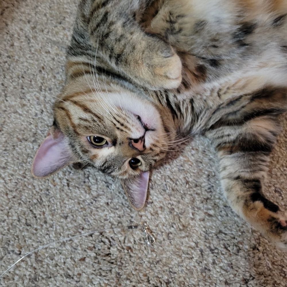 Pumpkin, a torbie, is on her back. Her front paws are slightly curved on themselves. Her legs are only slightly extended. 

Her face just appears as thought there isn't a thought in her head. Green-ish eyes almost empty, mouth slightly parted. 