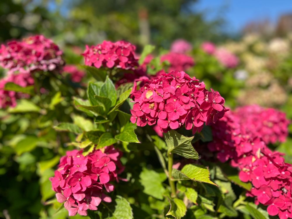 Das Bild zeigt leuchtend pinkfarbene Hortensienblüten im Sonnenschein. Im Vordergrund sind die Blüten scharf zu sehen, während der Hintergrund mit weiteren Blüten und grünem Laub unscharf bleibt, was die kräftige Farbe der vorderen Blüten betont.
