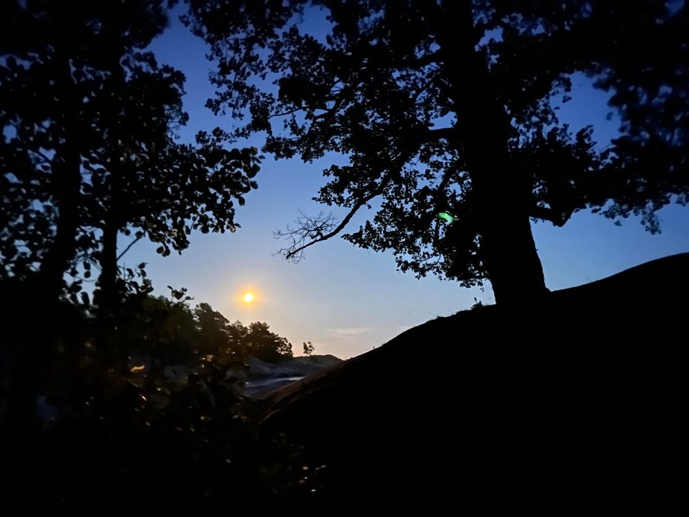 Mörka träd som skuggor mot en mörkblå himmel. Och en måne som lyser klar över trädtopparna.