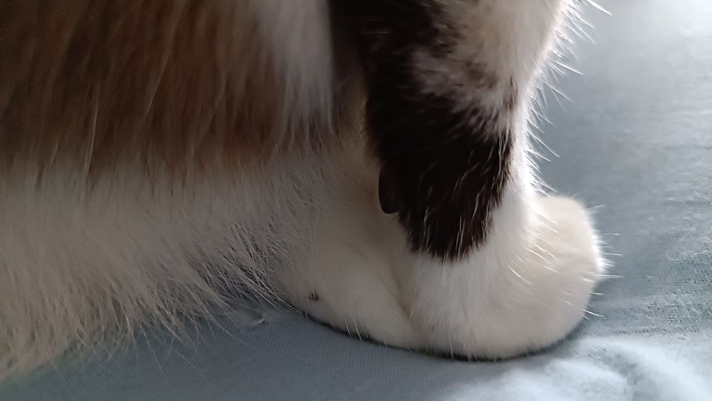gata com a pata da frente em cima da pata de trás 