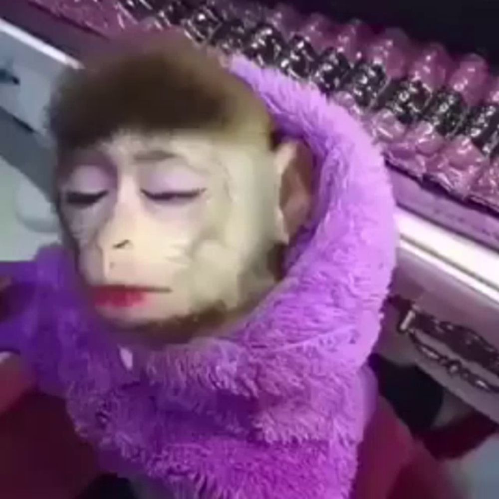 a monkey wearing a purple sweater and lipstick is sitting on a piano .