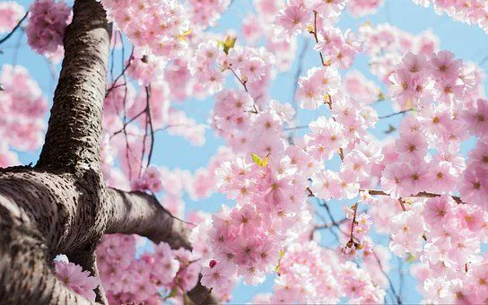 Cherry blossom on tree signifying spring