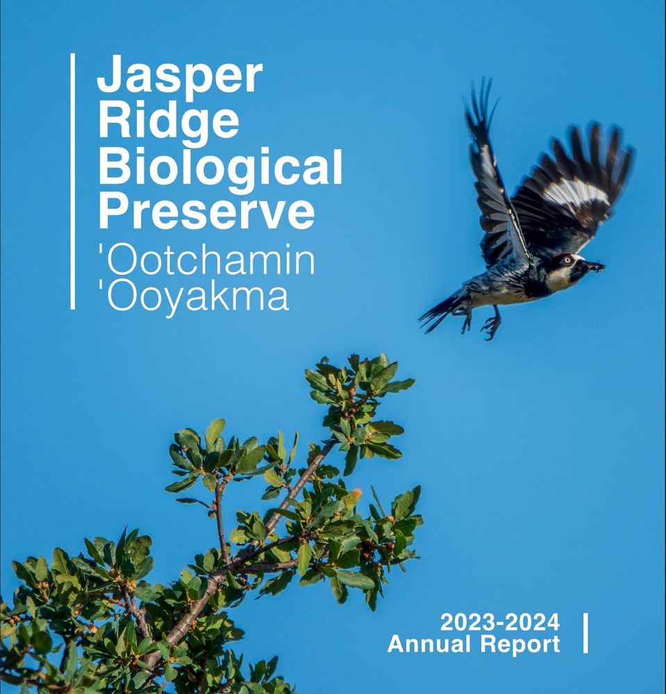 Jasper Ridge Biological Preserve ('Ootchamin 'Ooyakma) 2023-2024 Annual Report with picture of an acorn woodpecker in flight