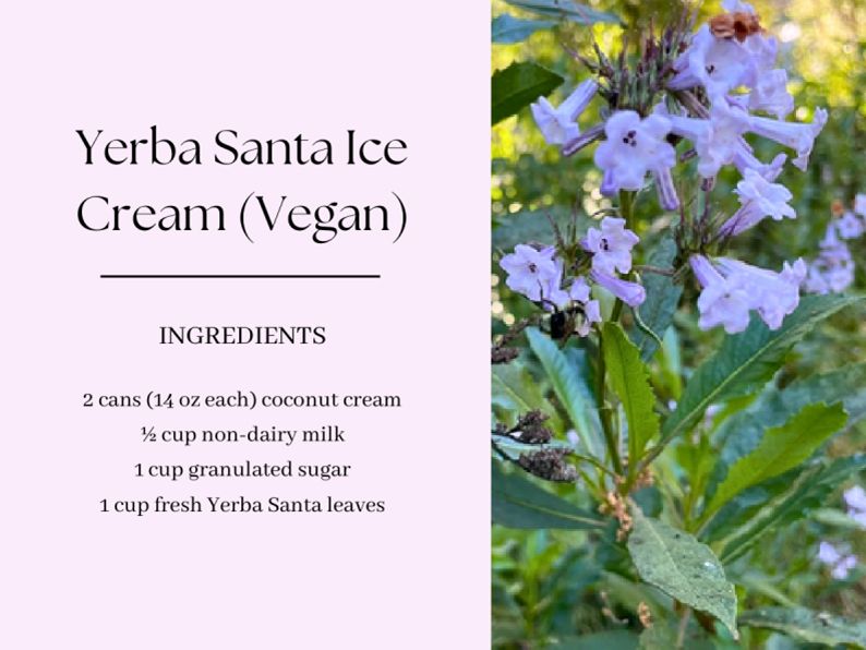 Part of a recipe card for Yerba Santa (Eriodictyon sp.) Ice Cream, one of ten botanical recipes that are part of Pearl, Isabella, and Tina's interactive StoryMap
