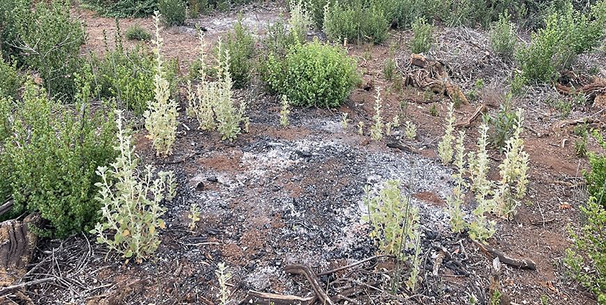 Western bewildering bushmallow plants growing around a burned pile
