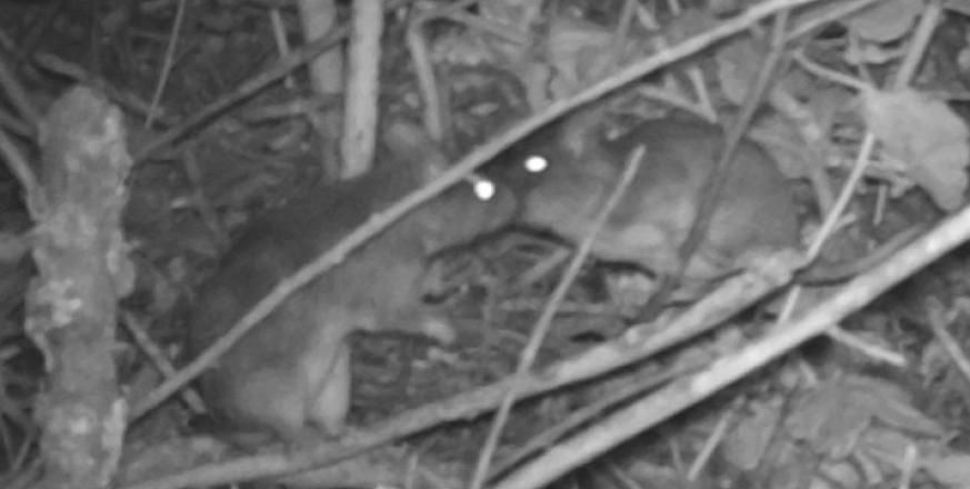 An image of two dusky-footed woodrats captured at night by a camera trap.