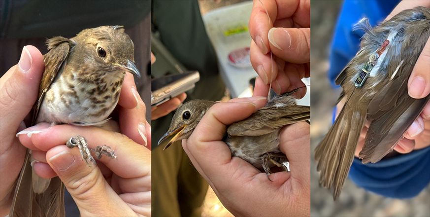 Julian Tattoni, the founder of the Jasper Ridge bird-banding station, gives a Swainson’s Thrush its Motus backpack. Photos by Trevor Hebert and Marty Freeland.