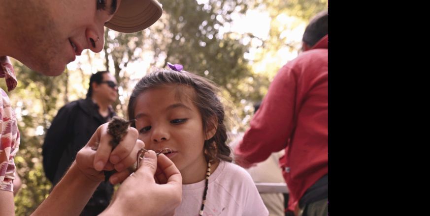 Muweuka youth member Aria Cazares looking at a Swainson’s thrush as PhD student Julian Tattoni shows how to band a bird. Photo by Marina Luccioni.

