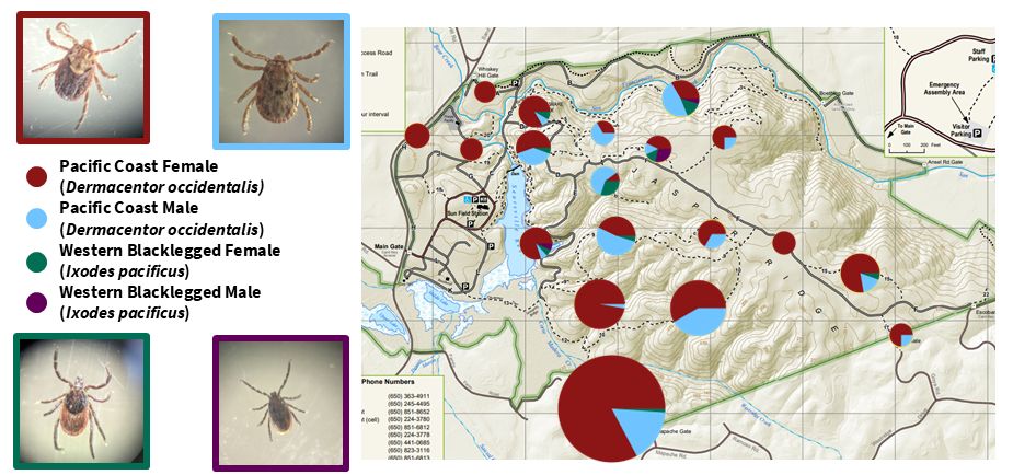 The abundance and species identity of ticks picked up by volunteers on cycling patrols throughout the preserve in spring 2024. Image created by Derek Knowles.