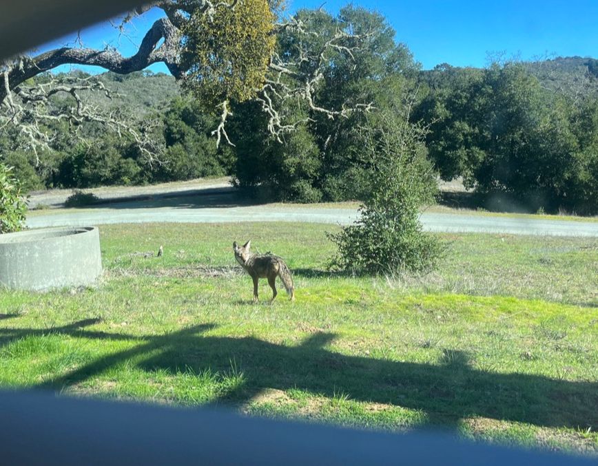 A coyote peeking into our offices