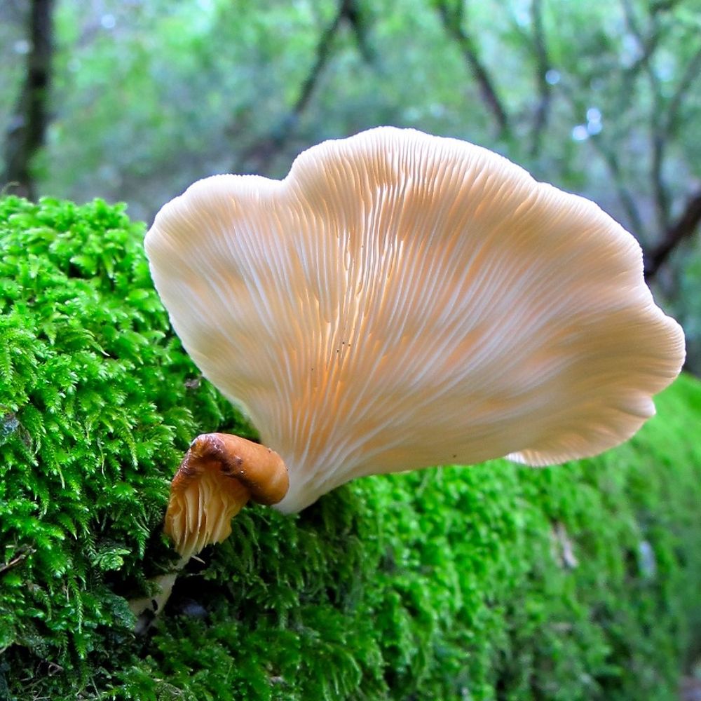 Pleurotus ostreatus, OYSTER MUSHROOM. Pic by Alice Cummings