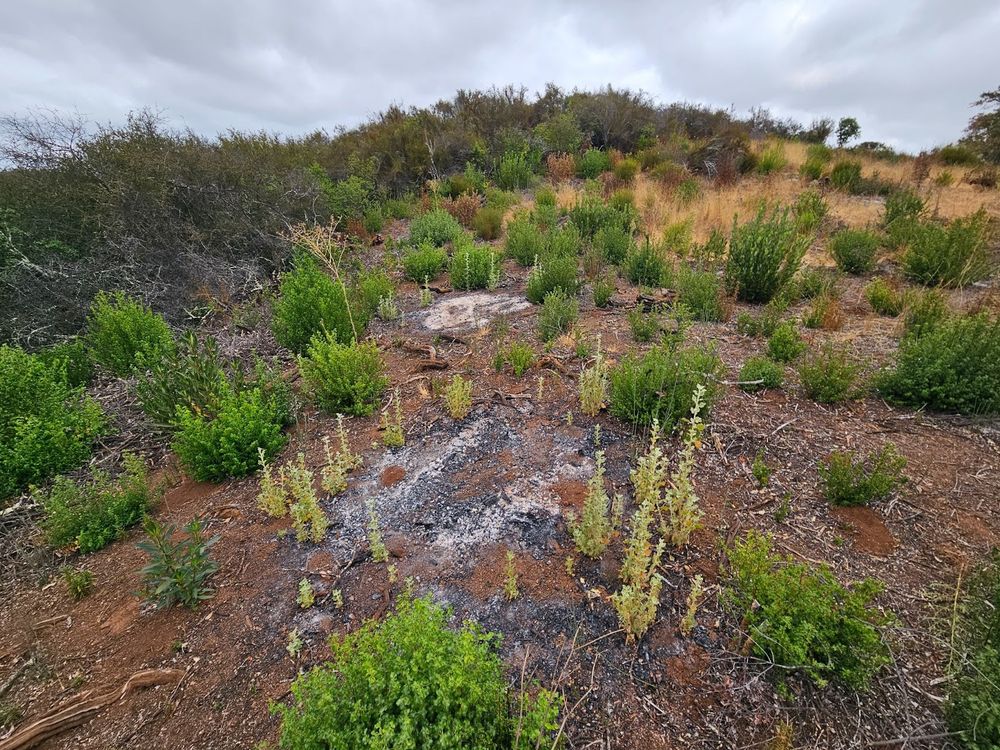 The western bewildering bushmallow, Malacothamnus arcuatus var. arcuatus, form rings around the edges of piles.