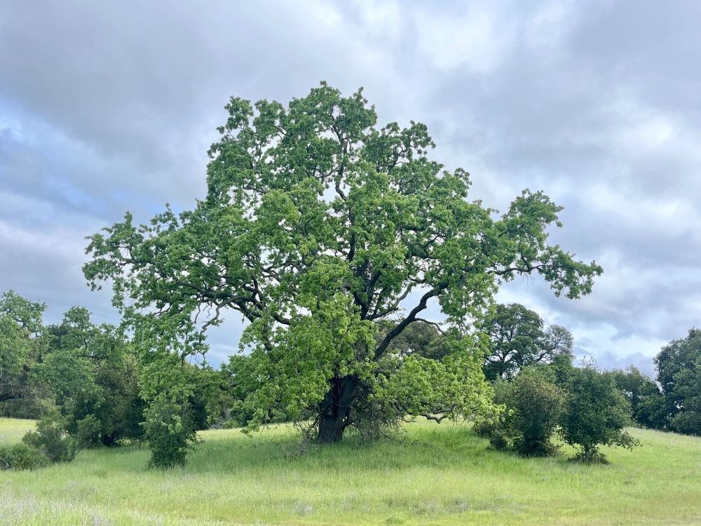 valley oak (Quercus lobata) 
