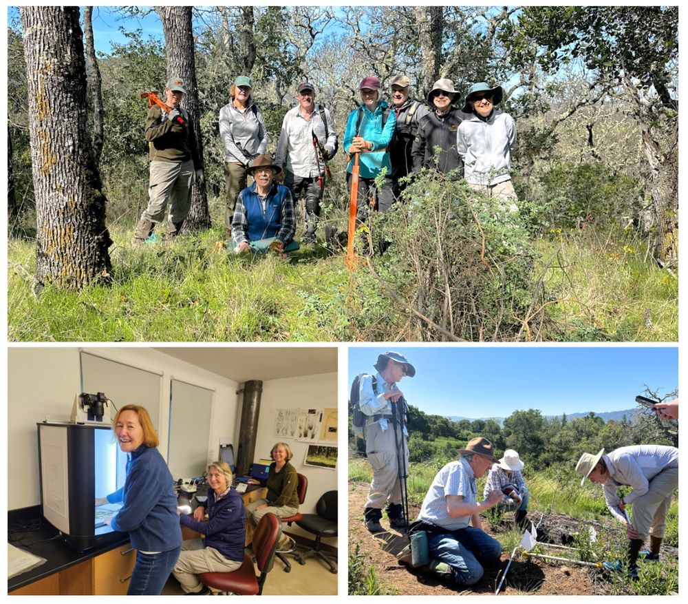 Top: The herbarium crew after pulling 5,000+ invasive plants. Photo by Alice Cummings.

Bottom left: Dawn Neisser places an herbarium specimen in the digitization box, which houses a camera and lights to capture high quality images, while Diane Renshaw and Teal Derrer key specimens. Photo by Adriana Hernandez.

Bottom right: The herbarium crew helps survey vegetation around burn piles. Photo by Alice Cummings. 