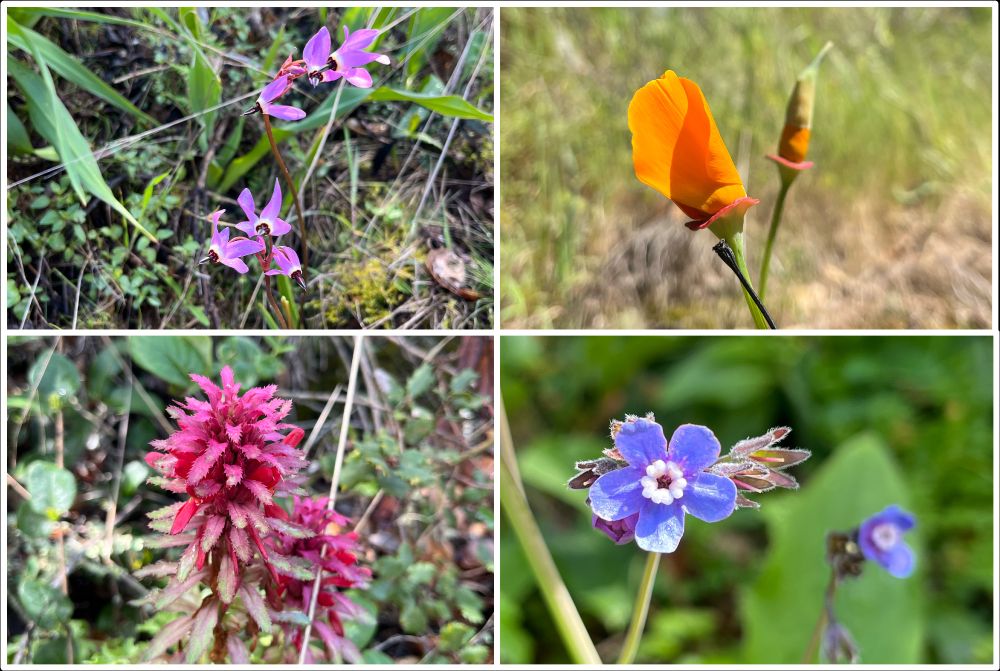 Clockwise from top left: Mosquito bills / sailor caps (Primula hendersonii), California poppy (Eschscholzia californica), Hound’s tongue (Adelinia grandis ((Cynoglossum grande)) and warrior plume (Pedicularis densiflora). Photo credits J. Ramos.
