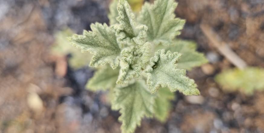 A top view of the western bewildering bushmallow, a rare San Francisco Bay area endemic.