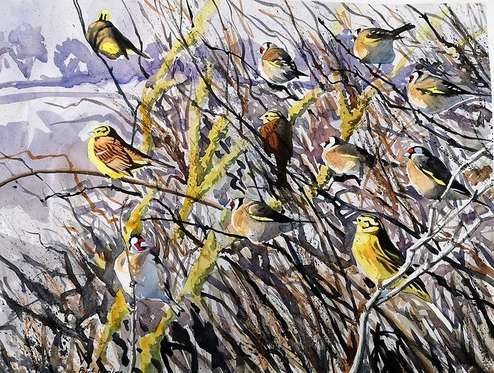 Goldfinches and yellowhammers in winter shrub