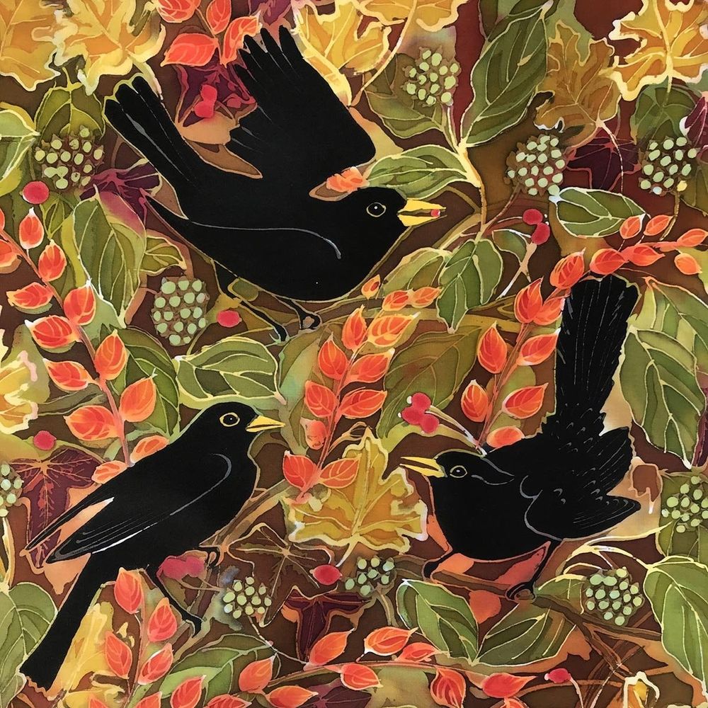 Three male blackbirds feasting on reed crab apples in autumn coloured hedge