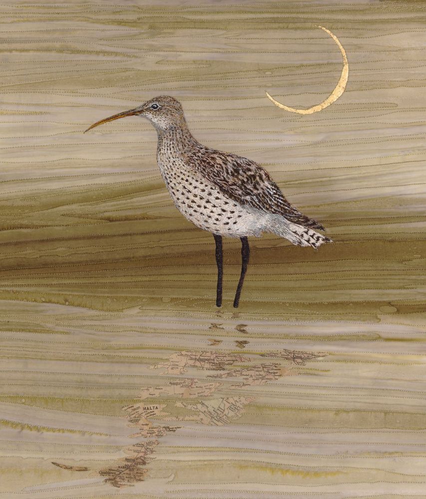 Slender billed curlew standing in shallow water above his reflection, The reflection is made up of maps of the areas and countries that have caused the birds almost certain demise.