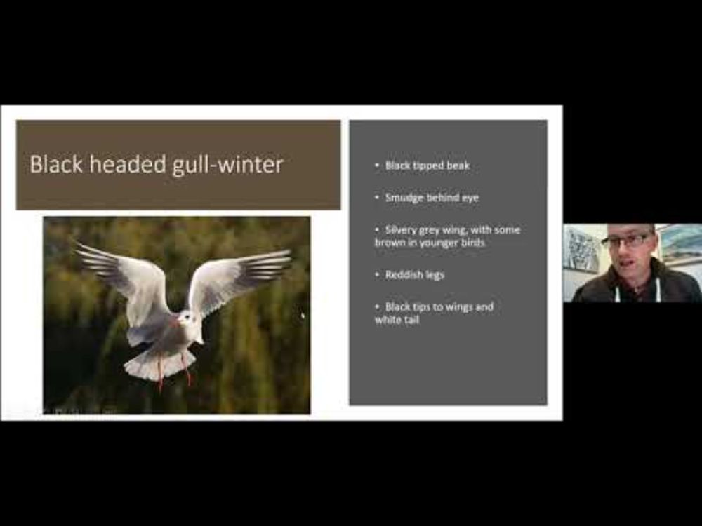 An introduction to the commoner gulls of the UK