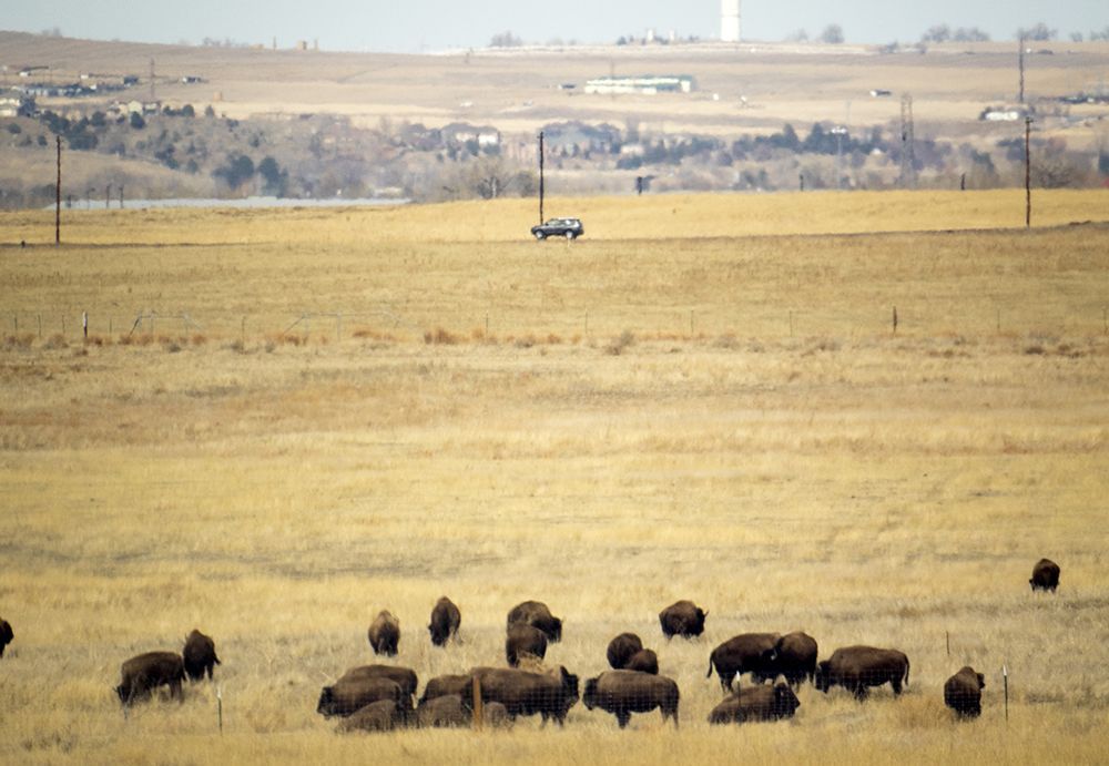Denver plans $20M American Indian Cultural Embassy near sacred buffalo herds