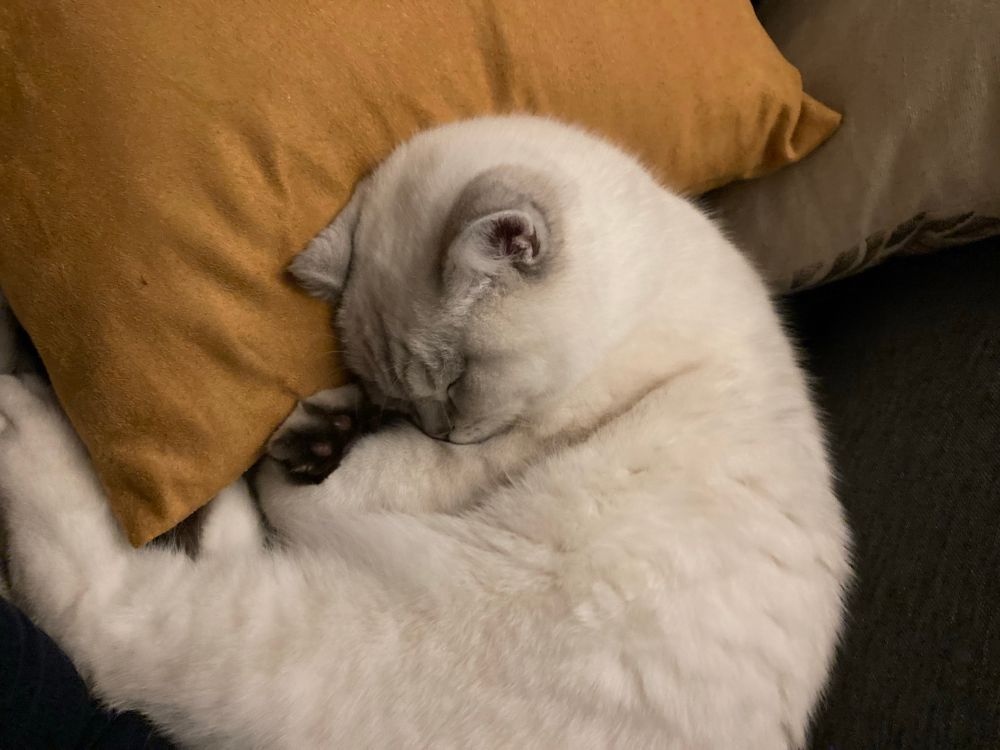 Un chat blanc qui dort la tête dans les pattes