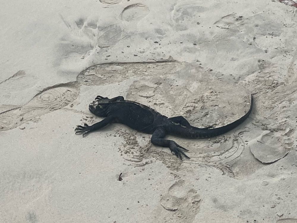 Black iguana splatted out onto the sand on a beach looking kind of dead.