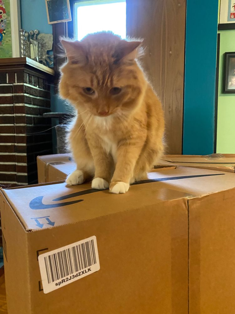 A bad cat on a box 