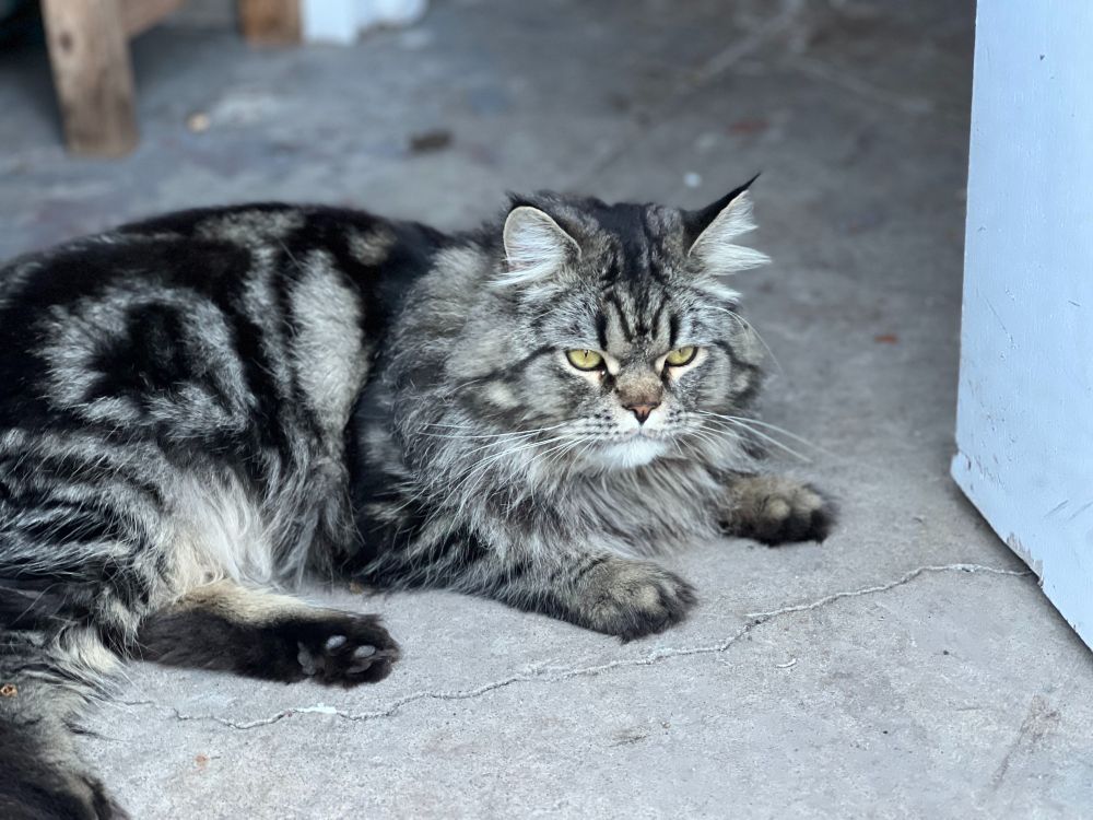Picture of a luxurious long-haired grey tabby cat, with a smushed face and big yellow eyes. His eye shape and fur make it looks like he's frowning a bit.