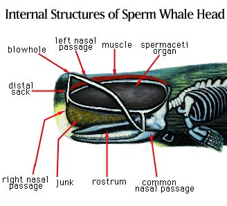 Diagram of a sperm whale's front half. The spermaceti organ, junk (melon), nasal passages, blowhole, etc are labeled.