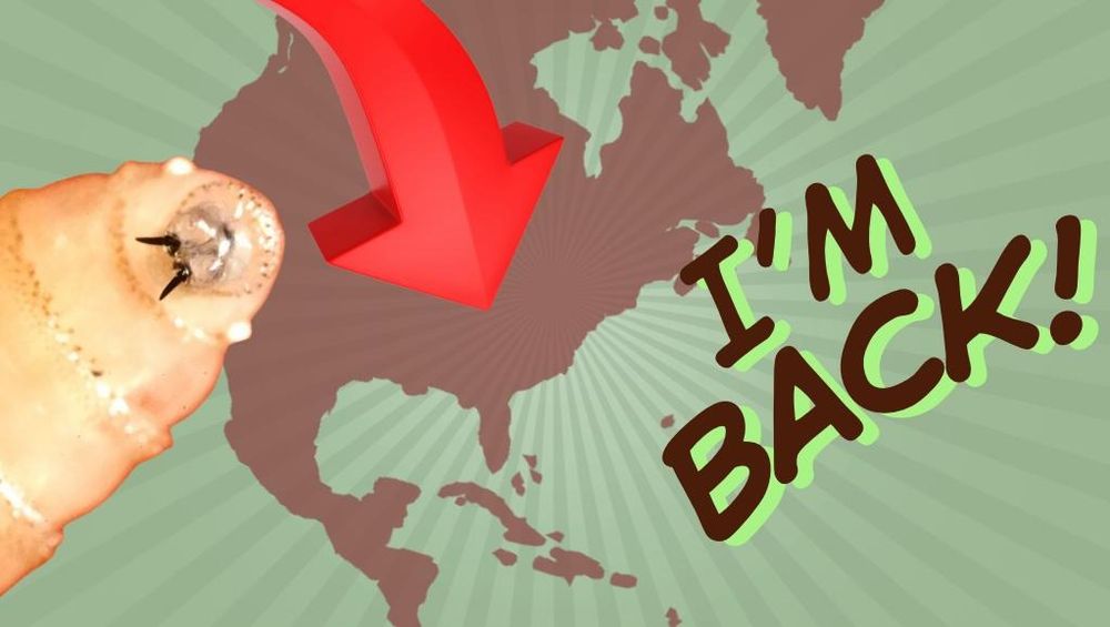 Thumbnail for the video. It has a backdrop of North America with a big red arrow pointing into it, a closeup shot of a screwworm larvae peeking in from the left side (it's just a baby fly with big black fangs), and the caption 